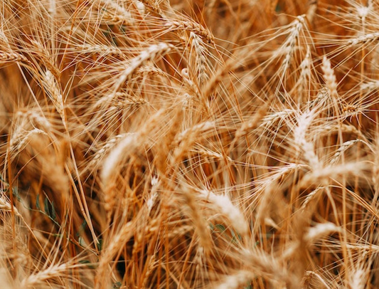 What is Wheat Straw?